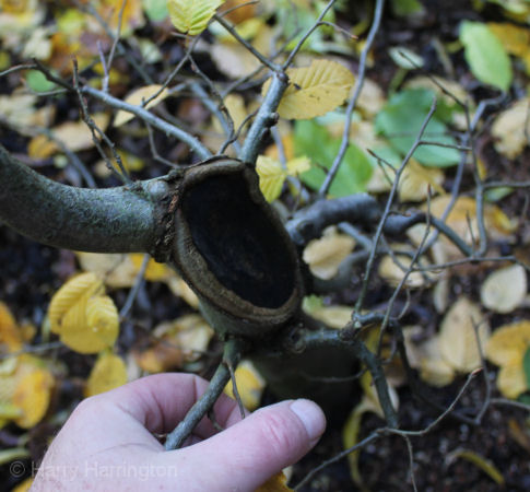 hornbeam bonsai